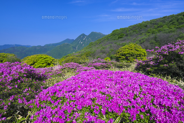 ミヤマキリシマとくじゅう連山
(c)YOSHITSUGU NISHIGAKI/SEBUN PHOTO