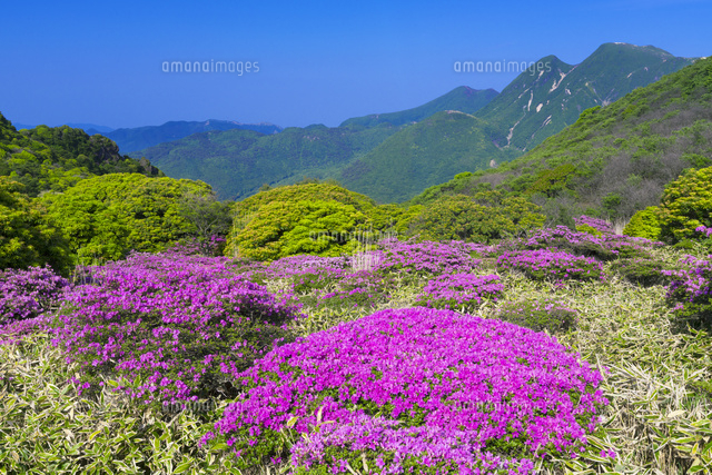 ミヤマキリシマとくじゅう連山
(c)YOSHITSUGU NISHIGAKI/SEBUN PHOTO