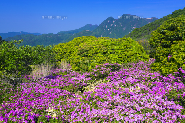 ミヤマキリシマとくじゅう連山
(c)YOSHITSUGU NISHIGAKI/SEBUN PHOTO