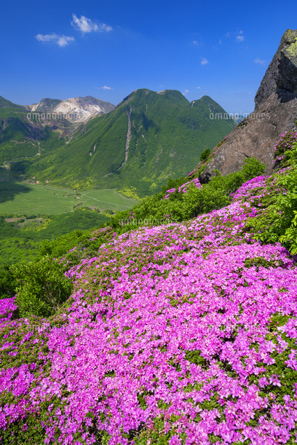 ミヤマキリシマ咲く平治岳よりくじゅう連山
(c)YOSHITSUGU NISHIGAKI/SEBUN PHOTO