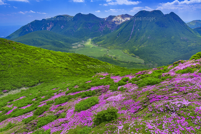 ミヤマキリシマ咲く平治岳よりくじゅう連山
(c)YOSHITSUGU NISHIGAKI/SEBUN PHOTO