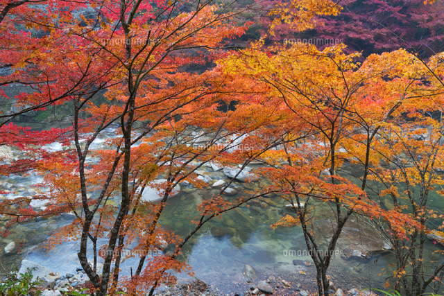 秋の奥津渓
(c)YOSHITSUGU NISHIGAKI/SEBUN PHOTO