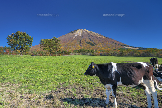 秋の大山放牧場と大山
(c)YOSHITSUGU NISHIGAKI/SEBUN PHOTO