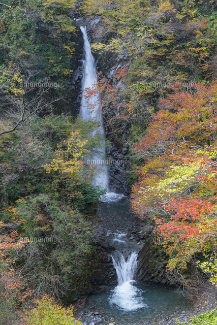 紅葉と大山滝
(c)YOSHITSUGU NISHIGAKI/SEBUN PHOTO