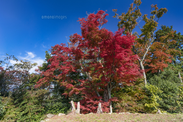 秋の津和野城跡
(c)YOSHITSUGU NISHIGAKI/SEBUN PHOTO