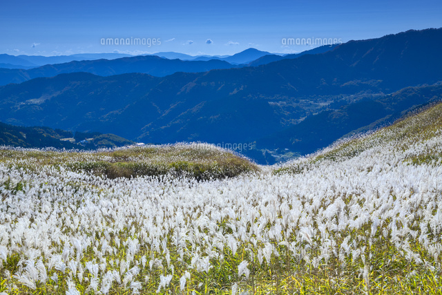 秋のハチ高原
(c)YOSHITSUGU NISHIGAKI/SEBUN PHOTO