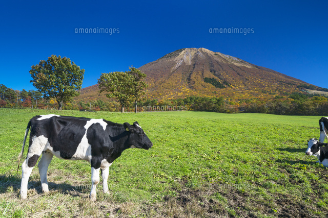 秋の大山放牧場と大山
(c)YOSHITSUGU NISHIGAKI/SEBUN PHOTO