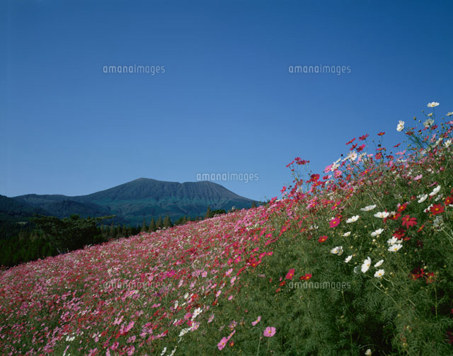 コスモスの花咲く生駒高原 宮崎県
(c)NORIKAZU KATSUI/SEBUN PHOTO