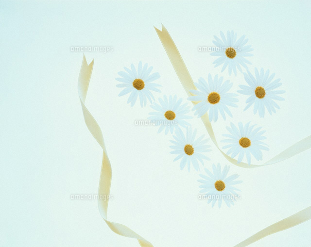 マーガレットの花とリボン(白)
(c)NORIKAZU KATSUI/orion