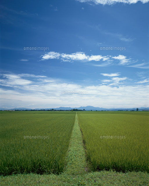 越後平野の水田 新潟
(c)NORIKAZU KATSUI/SEBUN PHOTO
