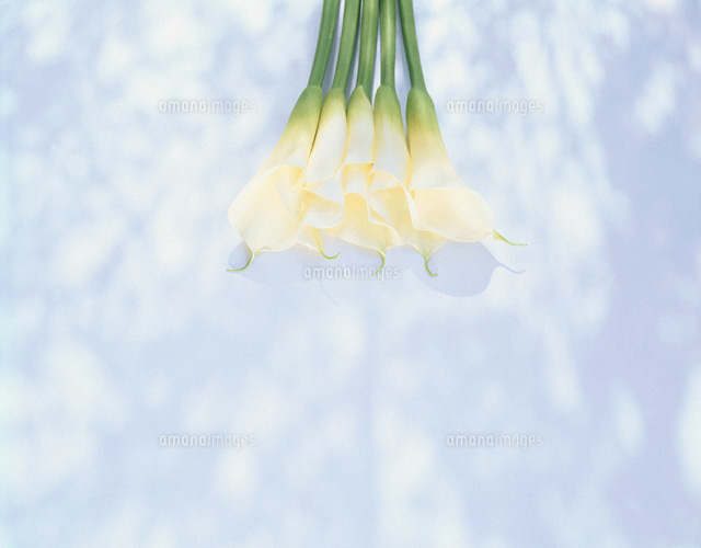 5本のカラーの花
(c)NORIKAZU KATSUI/orion