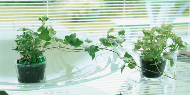 窓辺に置かれた2個の観葉植物
(c)NORIKAZU KATSUI/orion