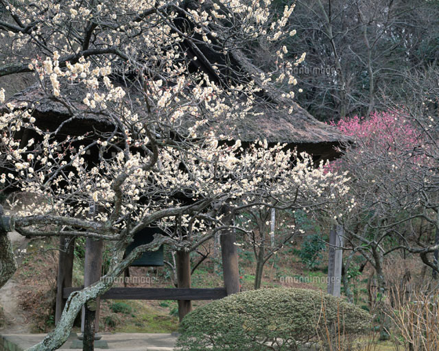 東慶寺の鐘楼と梅 北鎌倉 神奈川県
(c)IKUO NONAKA/SEBUN PHOTO