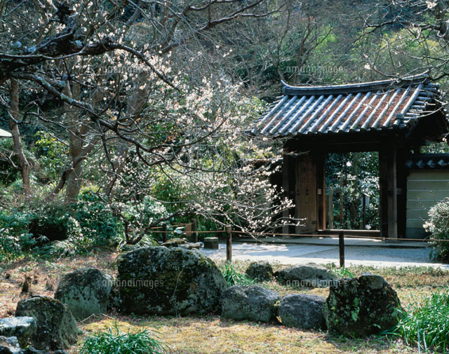 瑞泉寺・山門と梅 鎌倉 神奈川県
(c)IKUO NONAKA/SEBUN PHOTO
