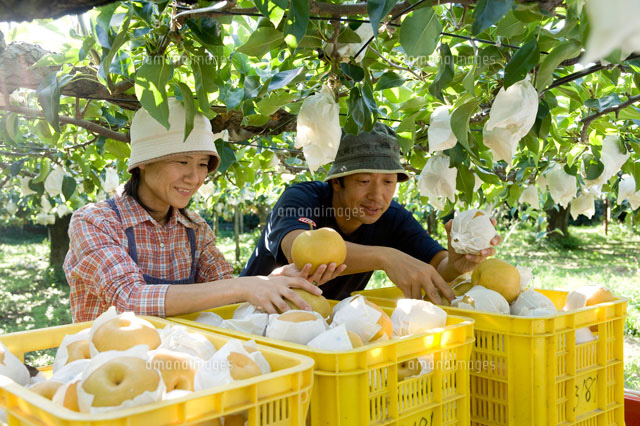 梨の収穫
(c)NIIGATA PHOTO LIBRARY/SEBUN PHOTO