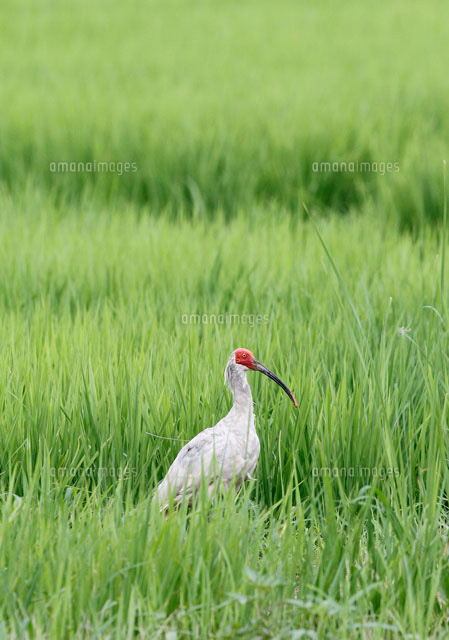 トキ
(c)NIIGATA PHOTO LIBRARY/SEBUN PHOTO