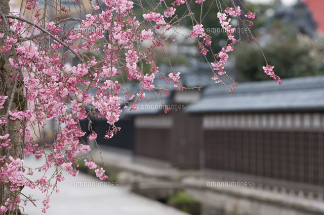 しだれ桜
(c)NIIGATA PHOTO LIBRARY/SEBUN PHOTO