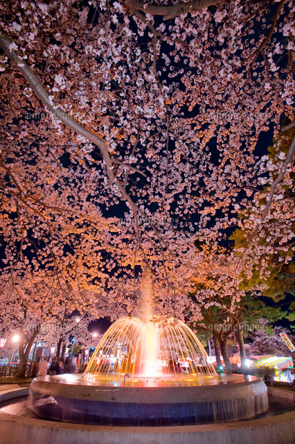 高田公園の夜桜
(c)NIIGATA PHOTO LIBRARY/SEBUN PHOTO