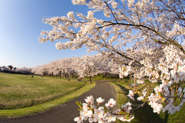 今宮公園の桜
(c)NIIGATA PHOTO LIBRARY/SEBUN PHOTO
