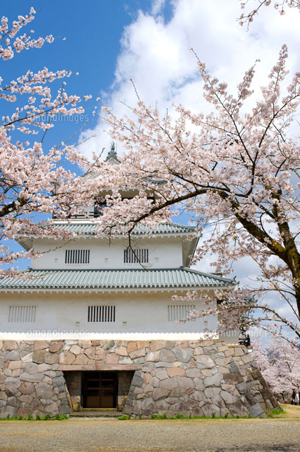 悠久山公園の桜
(c)NIIGATA PHOTO LIBRARY/SEBUN PHOTO