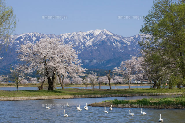瓢湖の桜
(c)NIIGATA PHOTO LIBRARY/SEBUN PHOTO