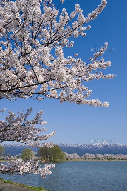 瓢湖の桜
(c)NIIGATA PHOTO LIBRARY/SEBUN PHOTO