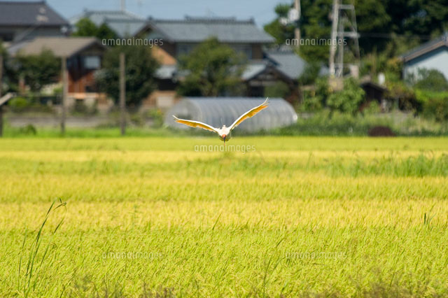 トキ
(c)NIIGATA PHOTO LIBRARY/SEBUN PHOTO