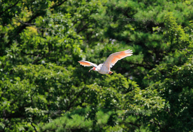 トキ
(c)NIIGATA PHOTO LIBRARY/SEBUN PHOTO
