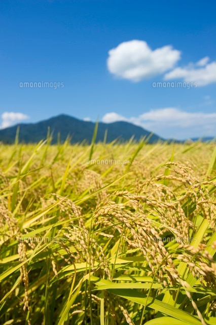 稲穂のアップ
(c)NIIGATA PHOTO LIBRARY/SEBUN PHOTO