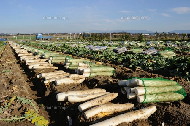 大根畑
(c)NIIGATA PHOTO LIBRARY/SEBUN PHOTO
