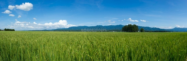 田園風景と山
(c)NIIGATA PHOTO LIBRARY/SEBUN PHOTO