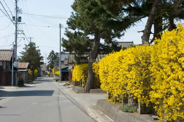 レンギョウ街道
(c)NIIGATA PHOTO LIBRARY/SEBUN PHOTO