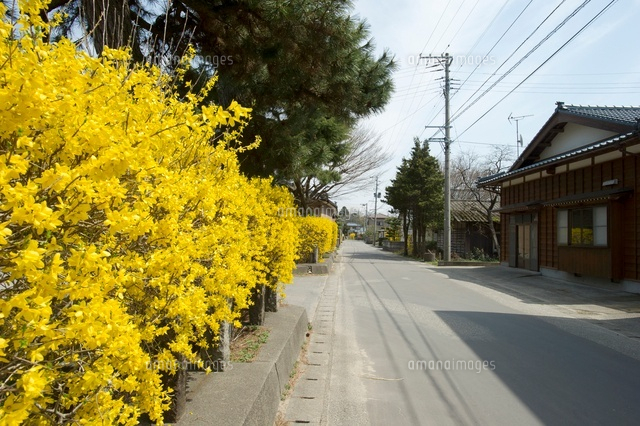 レンギョウ街道
(c)NIIGATA PHOTO LIBRARY/SEBUN PHOTO