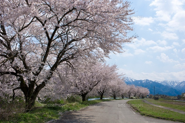 菅名岳と桜並木
(c)NIIGATA PHOTO LIBRARY/SEBUN PHOTO