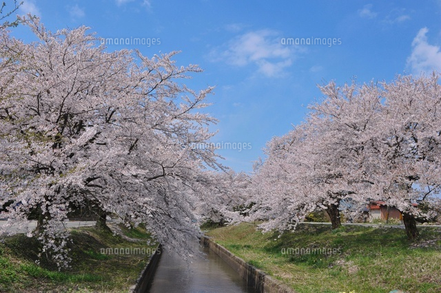 桜並木
(c)NIIGATA PHOTO LIBRARY/SEBUN PHOTO