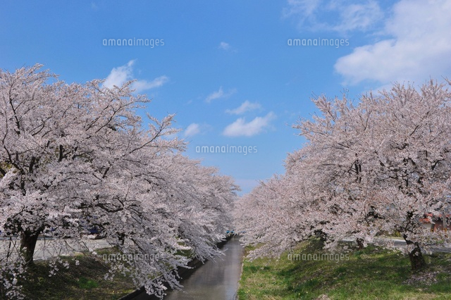 桜並木
(c)NIIGATA PHOTO LIBRARY/SEBUN PHOTO