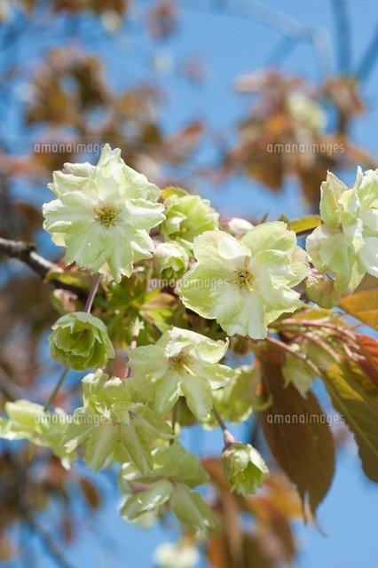 御衣黄の花
(c)NIIGATA PHOTO LIBRARY/SEBUN PHOTO