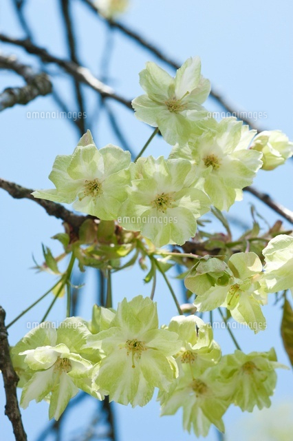 御衣黄の花
(c)NIIGATA PHOTO LIBRARY/SEBUN PHOTO