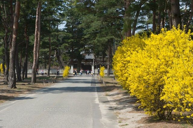 レンギョウ街道
(c)NIIGATA PHOTO LIBRARY/SEBUN PHOTO