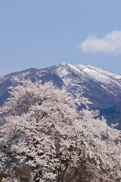 桜と大蔵岳
(c)NIIGATA PHOTO LIBRARY/SEBUN PHOTO
