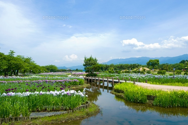 瓢湖あやめ園
(c)NIIGATA PHOTO LIBRARY/SEBUN PHOTO