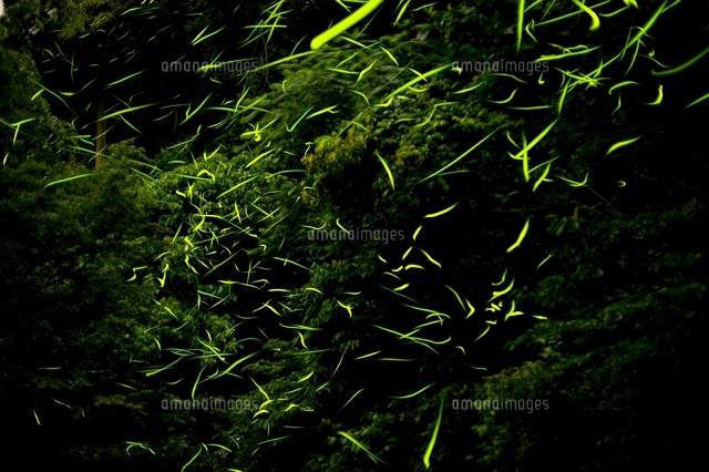 ホタルの乱舞
(c)NIIGATA PHOTO LIBRARY/SEBUN PHOTO