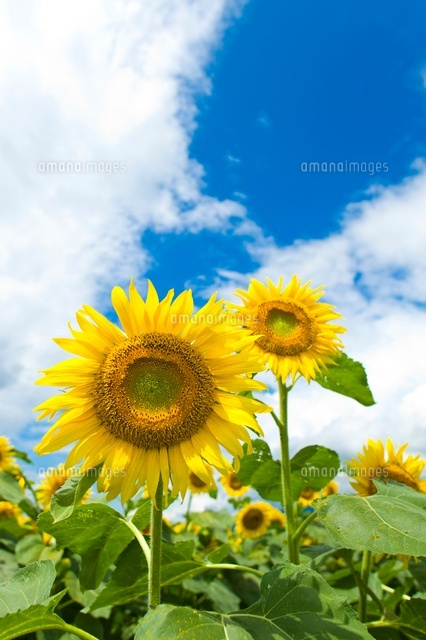 ヒマワリ畑
(c)NIIGATA PHOTO LIBRARY/SEBUN PHOTO