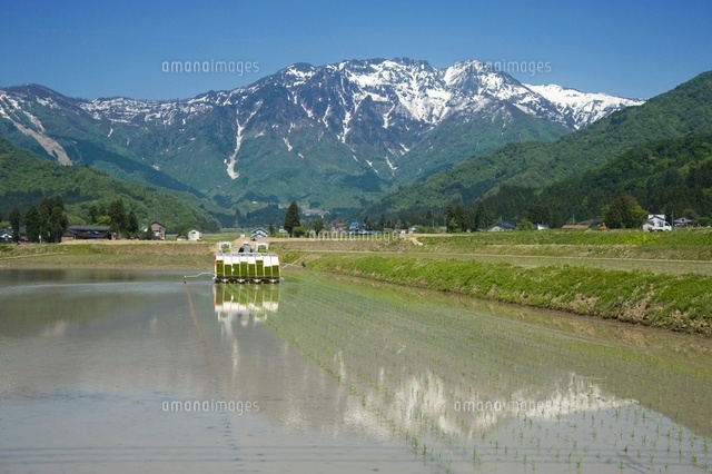 田植え作業
(c)NIIGATA PHOTO LIBRARY/SEBUN PHOTO