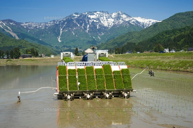 田植え作業
(c)NIIGATA PHOTO LIBRARY/SEBUN PHOTO