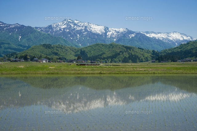 田植え後の水田
(c)NIIGATA PHOTO LIBRARY/SEBUN PHOTO