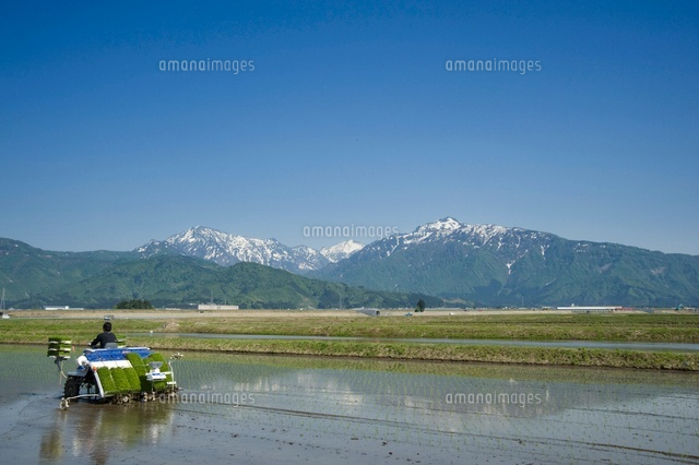 田植え作業
(c)NIIGATA PHOTO LIBRARY/SEBUN PHOTO