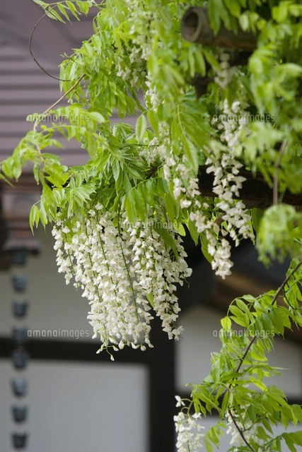白藤の花
(c)NIIGATA PHOTO LIBRARY/SEBUN PHOTO