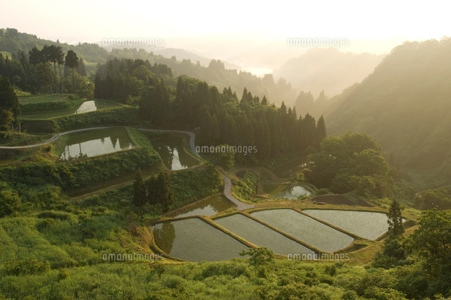 田植え後の棚田
(c)NIIGATA PHOTO LIBRARY/SEBUN PHOTO