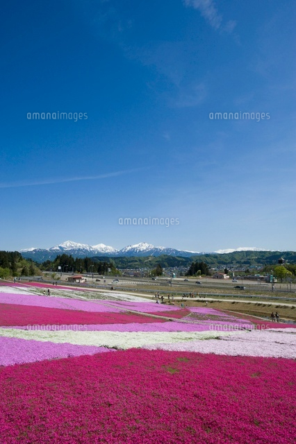 芝桜と残雪の越後三山
(c)NIIGATA PHOTO LIBRARY/SEBUN PHOTO
